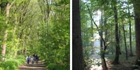 Zwei Bilder von bewaldeten Gebieten: Das linke zeigt Menschen, die auf einem unbefestigten Weg unter Laubbäumen spazieren gehen, das rechte zeigt das Sonnenlicht, das durch höhere, spärlichere Bäume fällt.