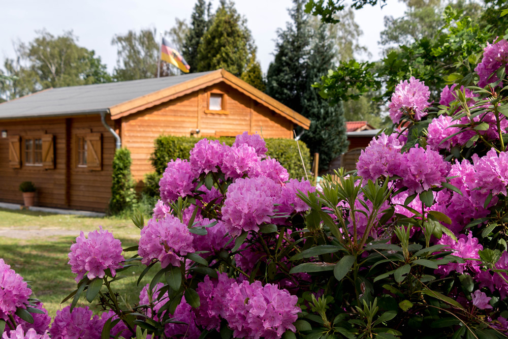 Ein Holzhaus mit einer deutschen Flagge im Hintergrund, umgeben von Bäumen und blühenden rosa Rhododendren im Vordergrund.