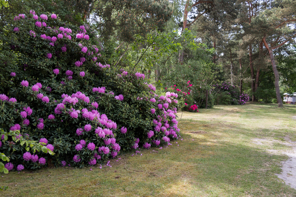 Große Sträucher mit leuchtend violetten Blüten wachsen neben einem grasbewachsenen Weg in einem Waldgebiet mit hohen Bäumen im Hintergrund.